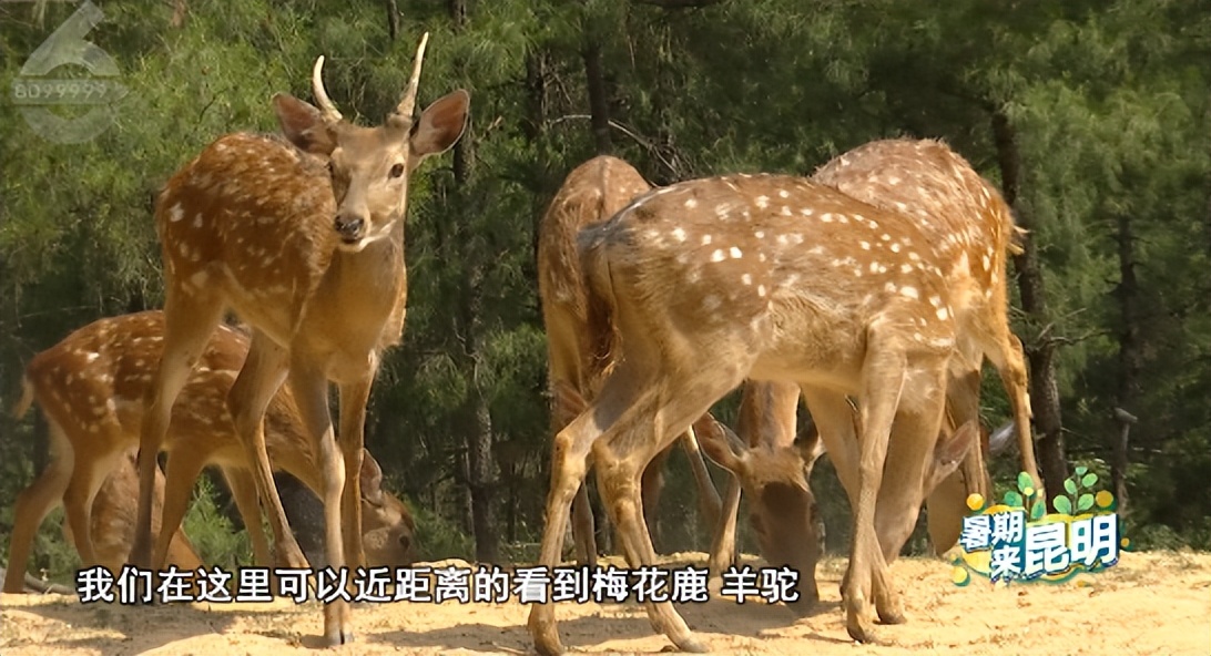 昆明动物世界野生动物园,昆明大自然野生动物园