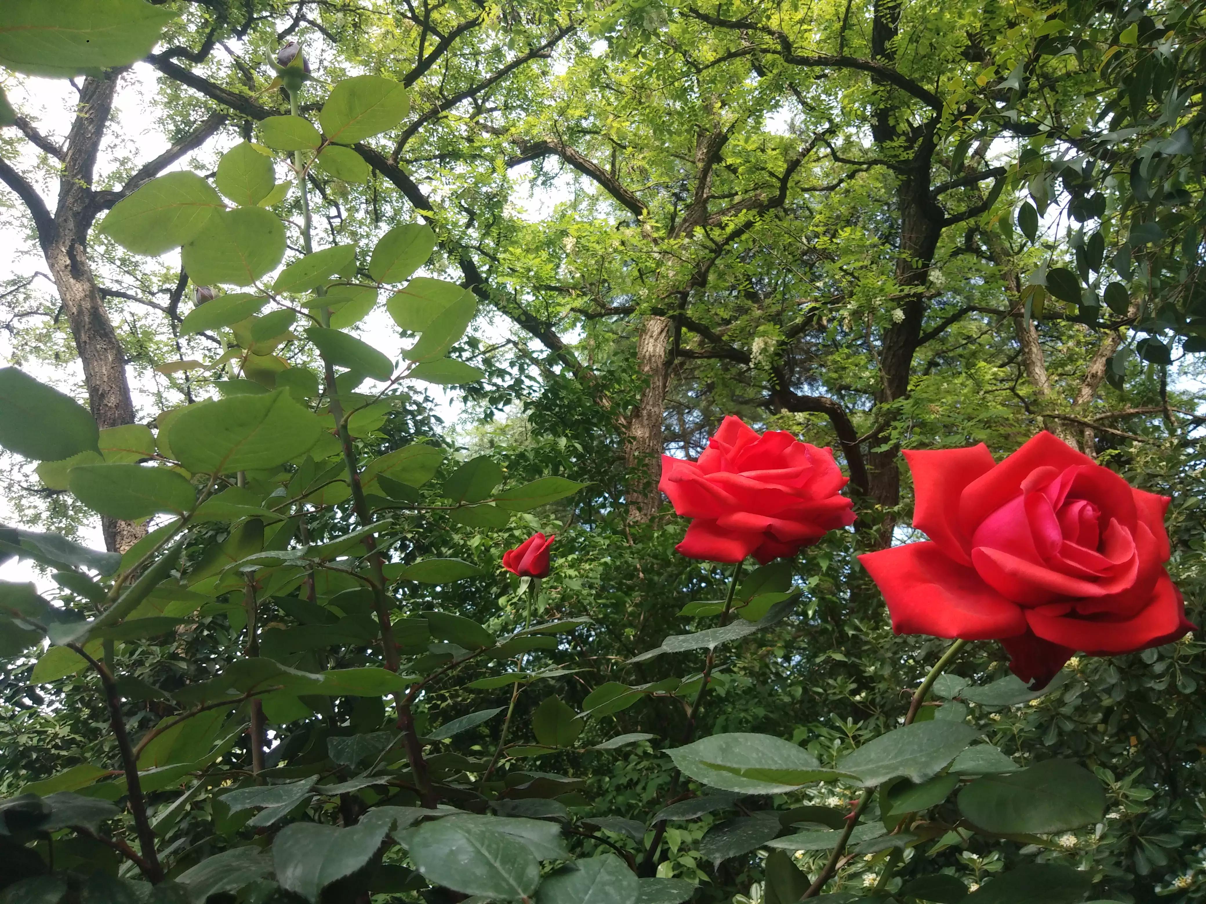 赠人玫瑰手有余香的英语,赠人玫瑰手有余香作文