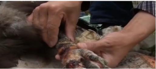 辽宁男子救助秃鹫,沈阳救助秃鹫