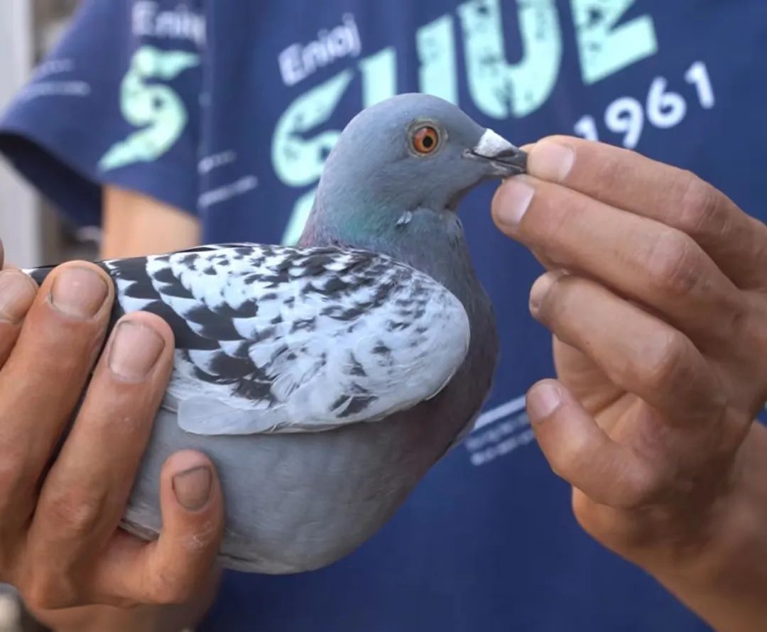 陋棚一样可以飞出“飞龙荣耀杯”13760羽总冠军，王志杭夺得亚军