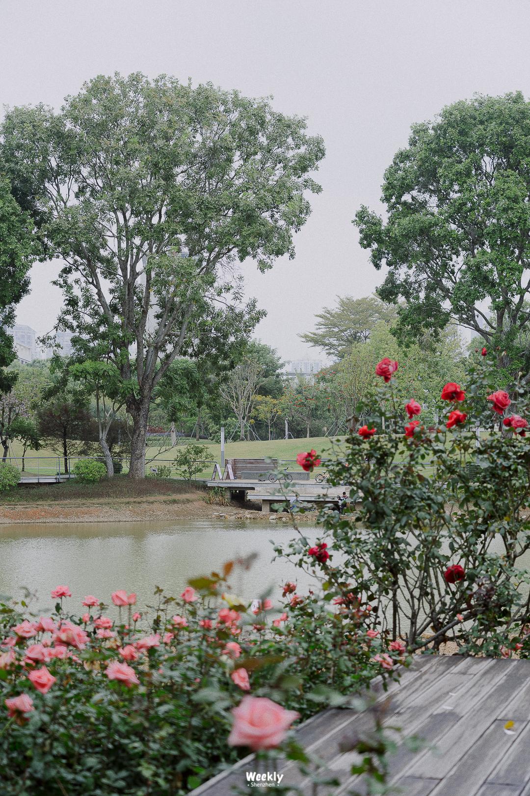 好好走过红荔路，才知道住福田有多让人羡慕