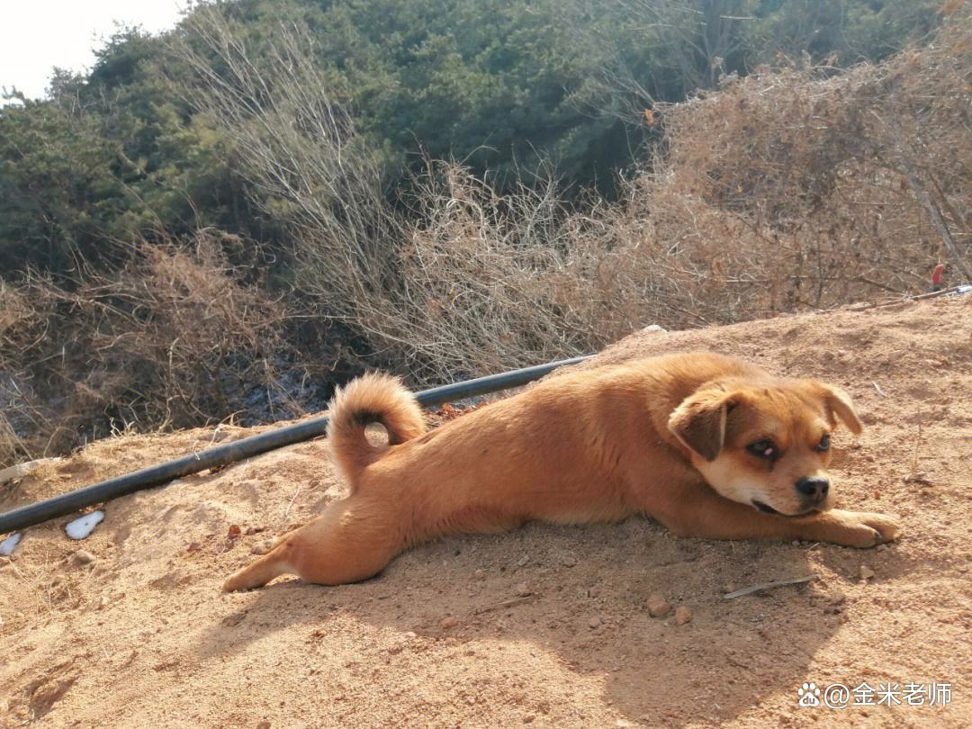 六种动物上家门是吉兆,好兆头三种动物进家门
