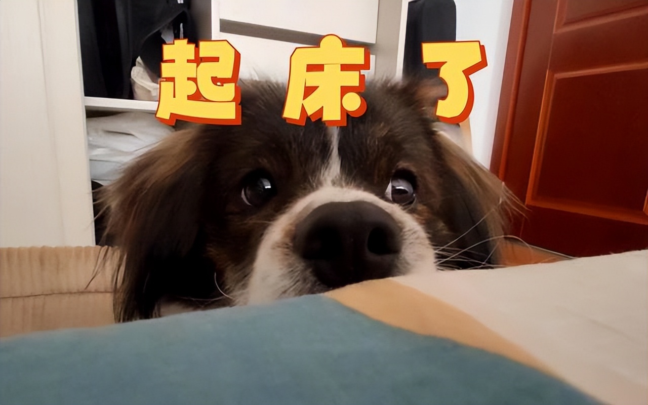 狗狗天天早上六点叫我起床怎么办,狗狗晚上一直叫多少天可以缓解