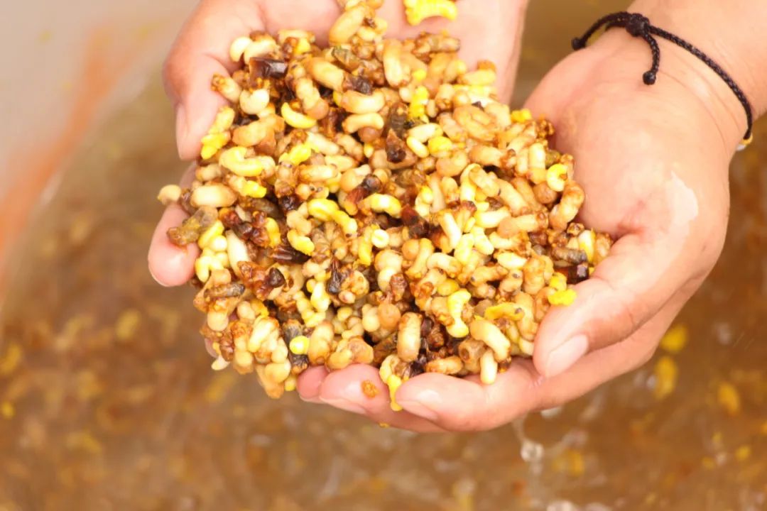 【悦读】大山里的“懒庄稼”生活中的“甜蜜蜜”