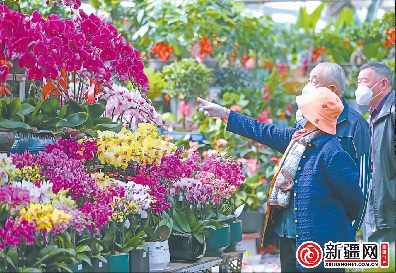 乌鲁木齐花卉批发市场买什么花,乌鲁木齐花卉市场批发各种花盆栽