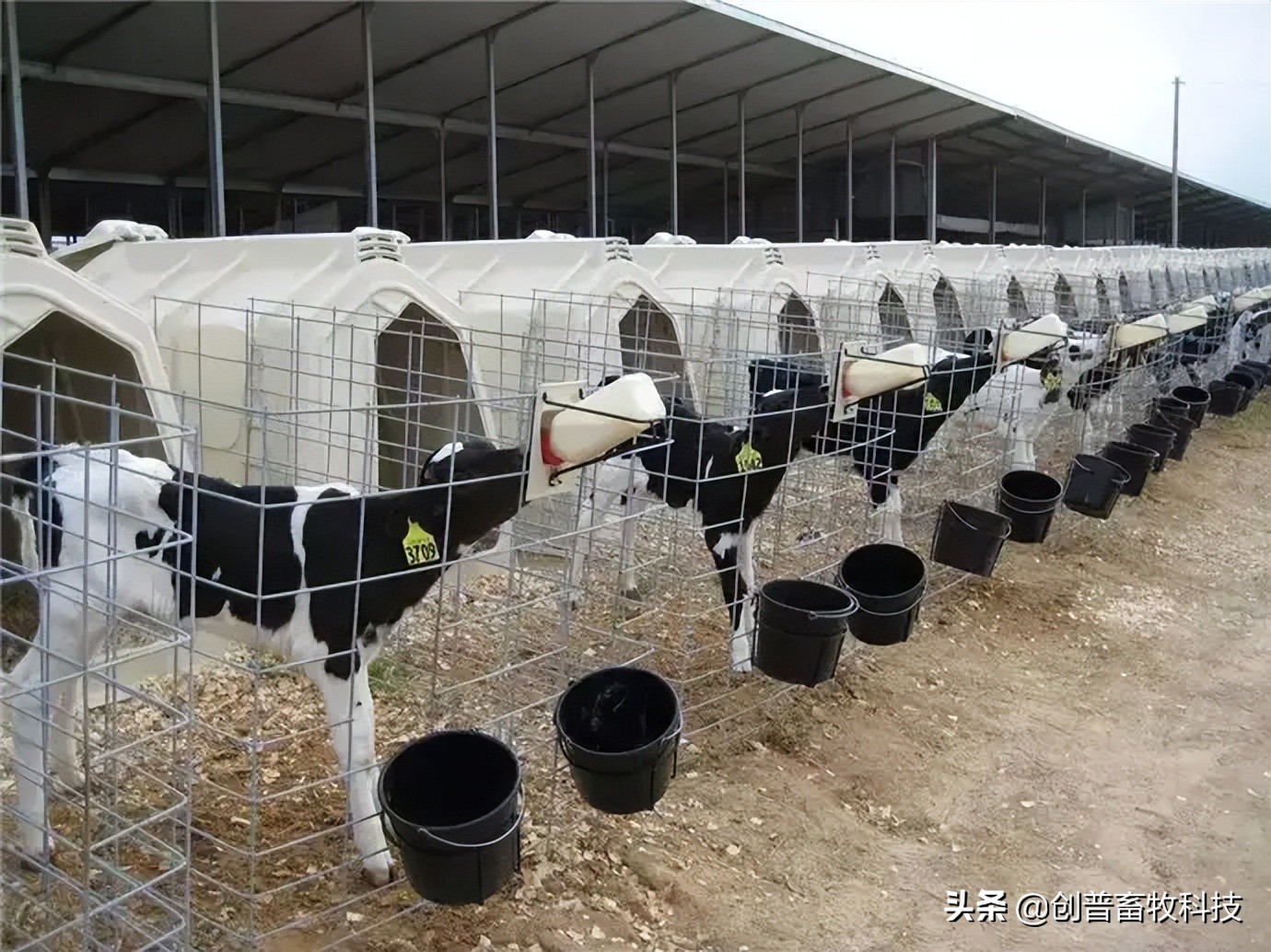 犊牛的生理特点及护理要点,犊牛死亡率高怎么办