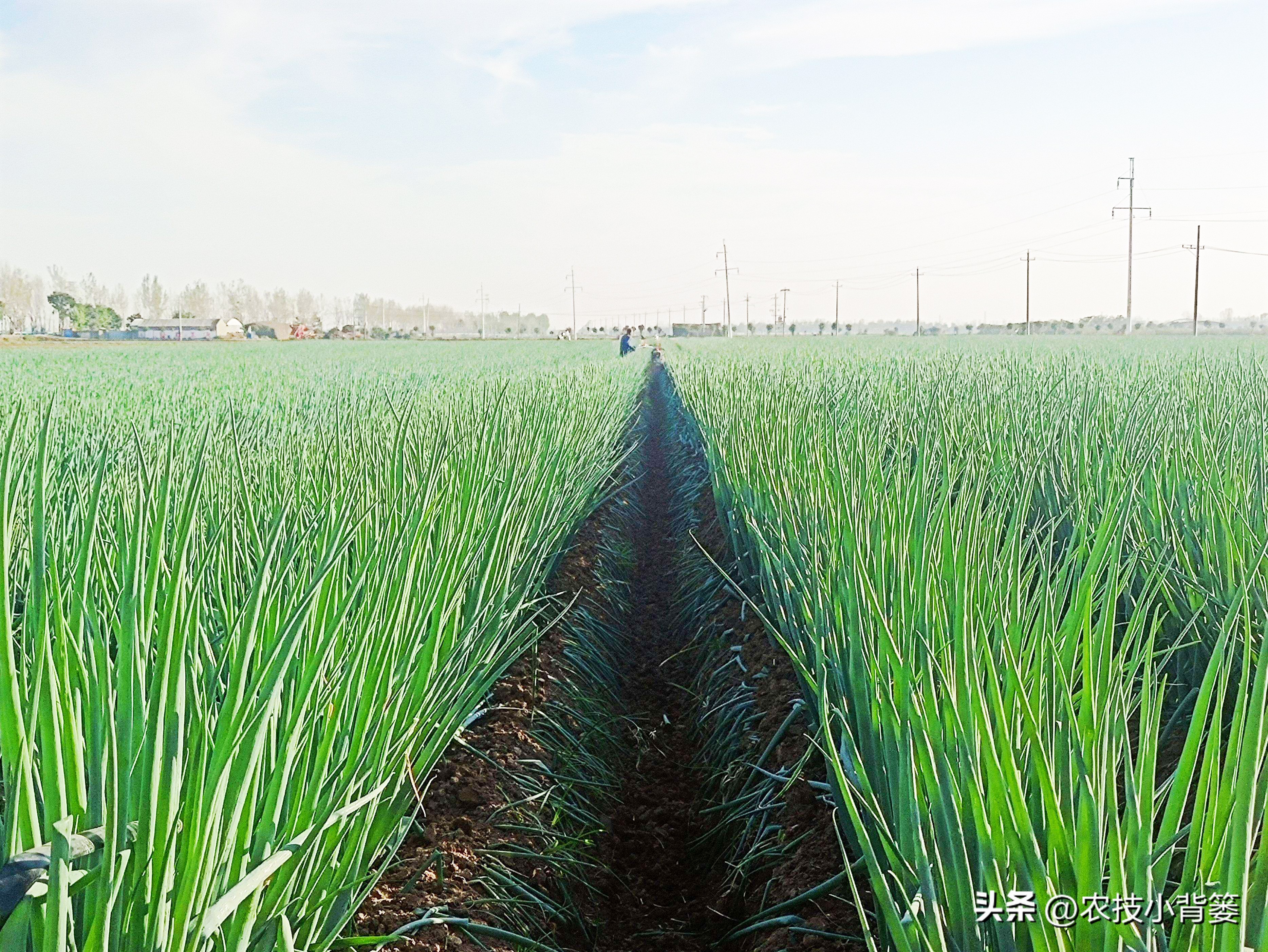 小香葱种植时间和方法视频,小香葱的种植方法和时间