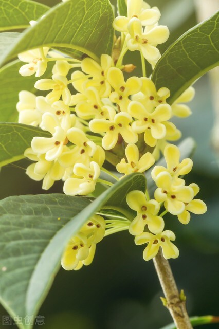 清可绝尘,清可绝尘浓能远溢什么意思