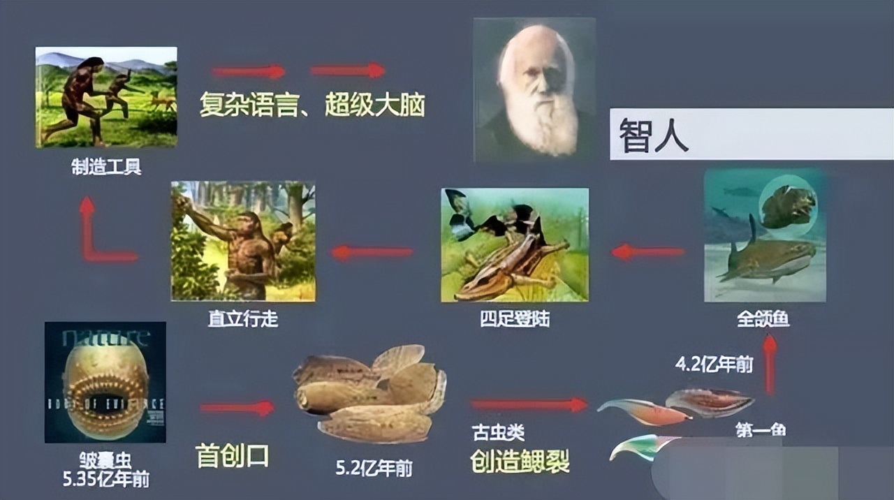 昆虫拯救了人类祖先,昆虫的祖先有多离谱