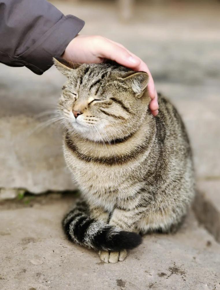 罗布泊流浪猫是怎样活下来的,罗布泊深处发现流浪猫