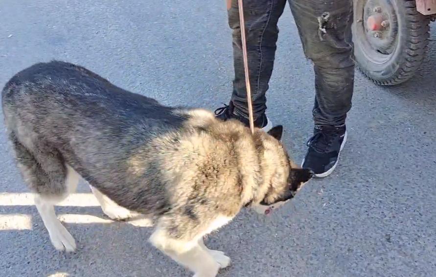 哈士奇遇到狗贩子不敢动,哈士奇被狗贩子带走