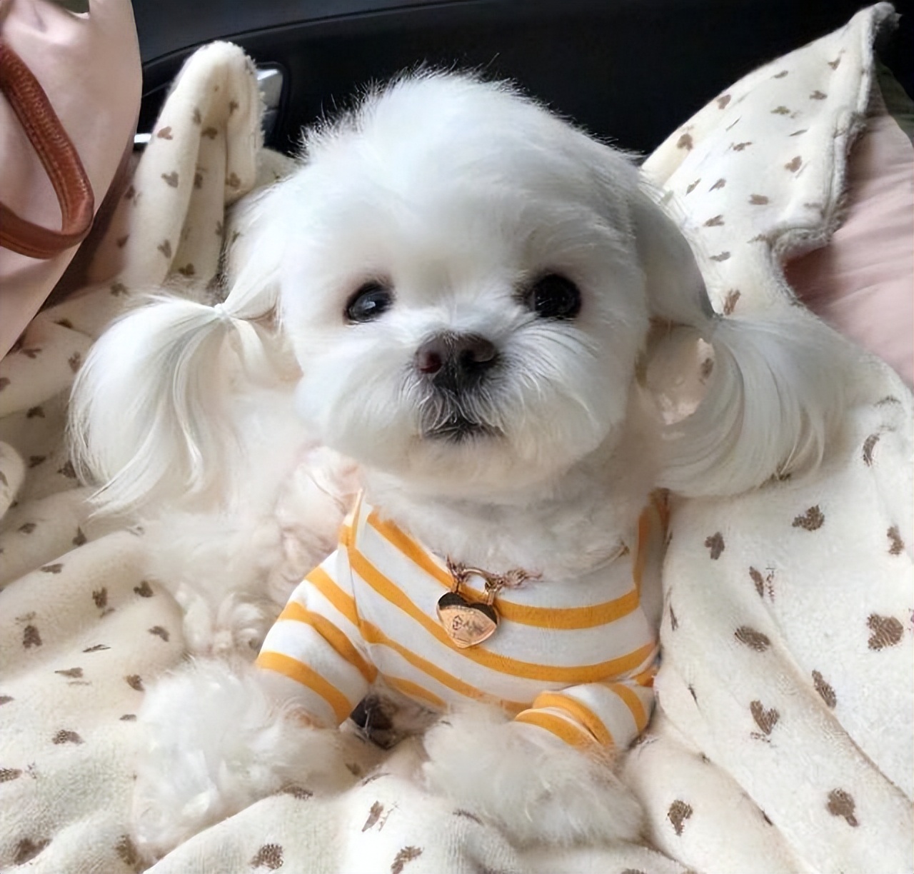 哪6种狗狗没有攻击性和不咬人,什么狗最乖最好养最好听话不咬人