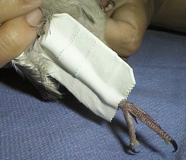 鹦鹉爪子骨折会自愈吗,牡丹鹦鹉骨折吃什么药