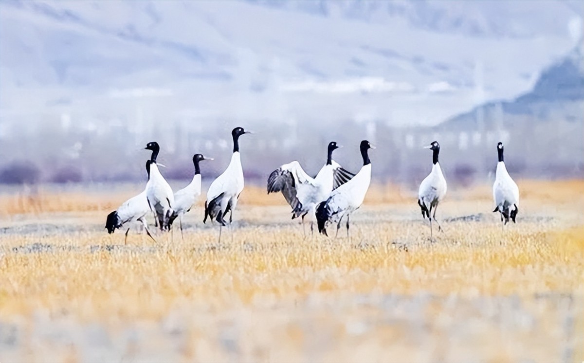 红军长征过草地有什么危险,长征时的草地危机四伏