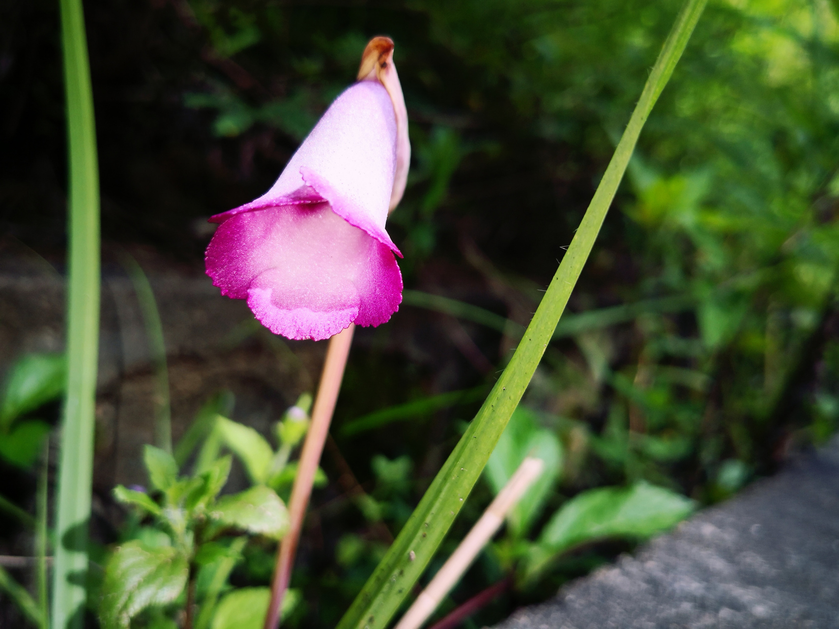 芦苇丛里的寄生植物 (寄生在芦苇根部的植物)