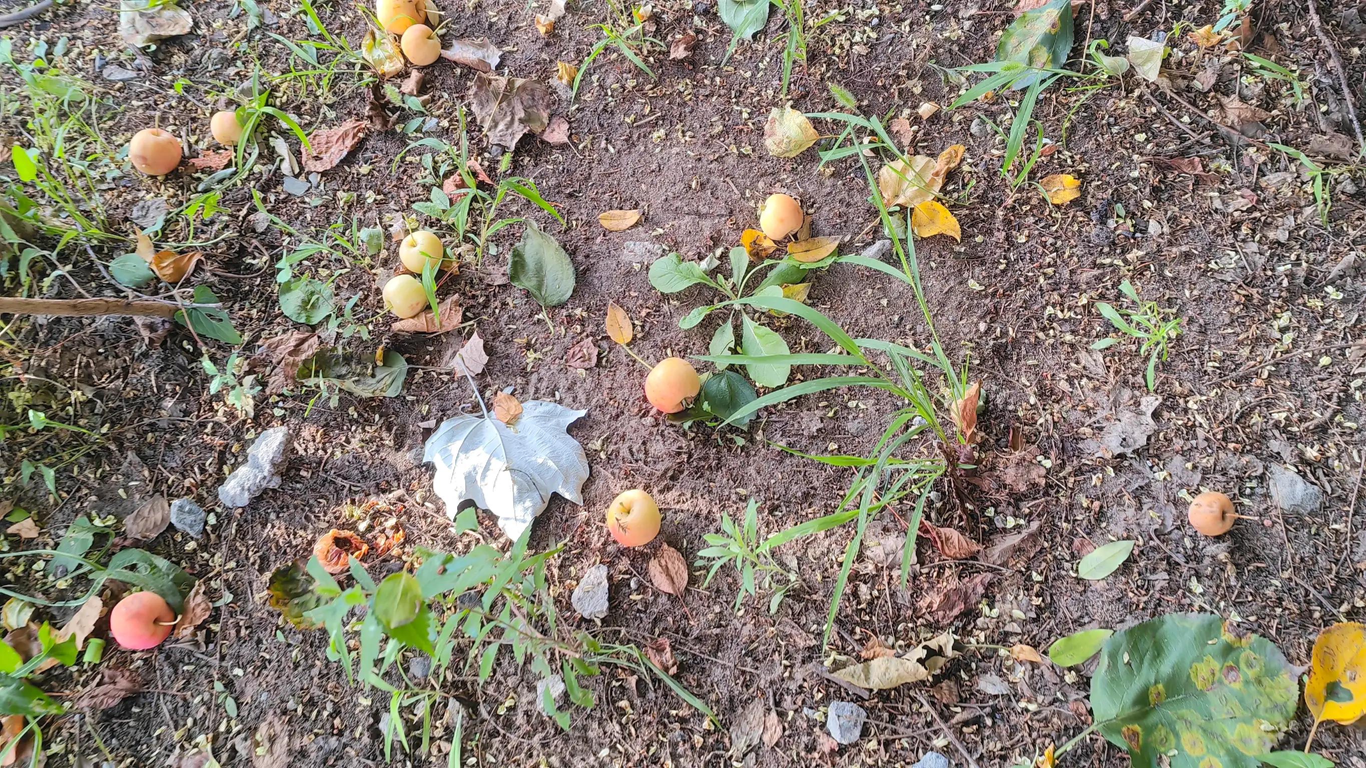 沙果——割不断的乡愁之五