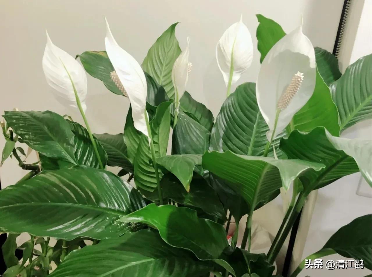 白鹤芋不开花别急着扔,“5步骤”矫正养护,叶子油绿花开不断