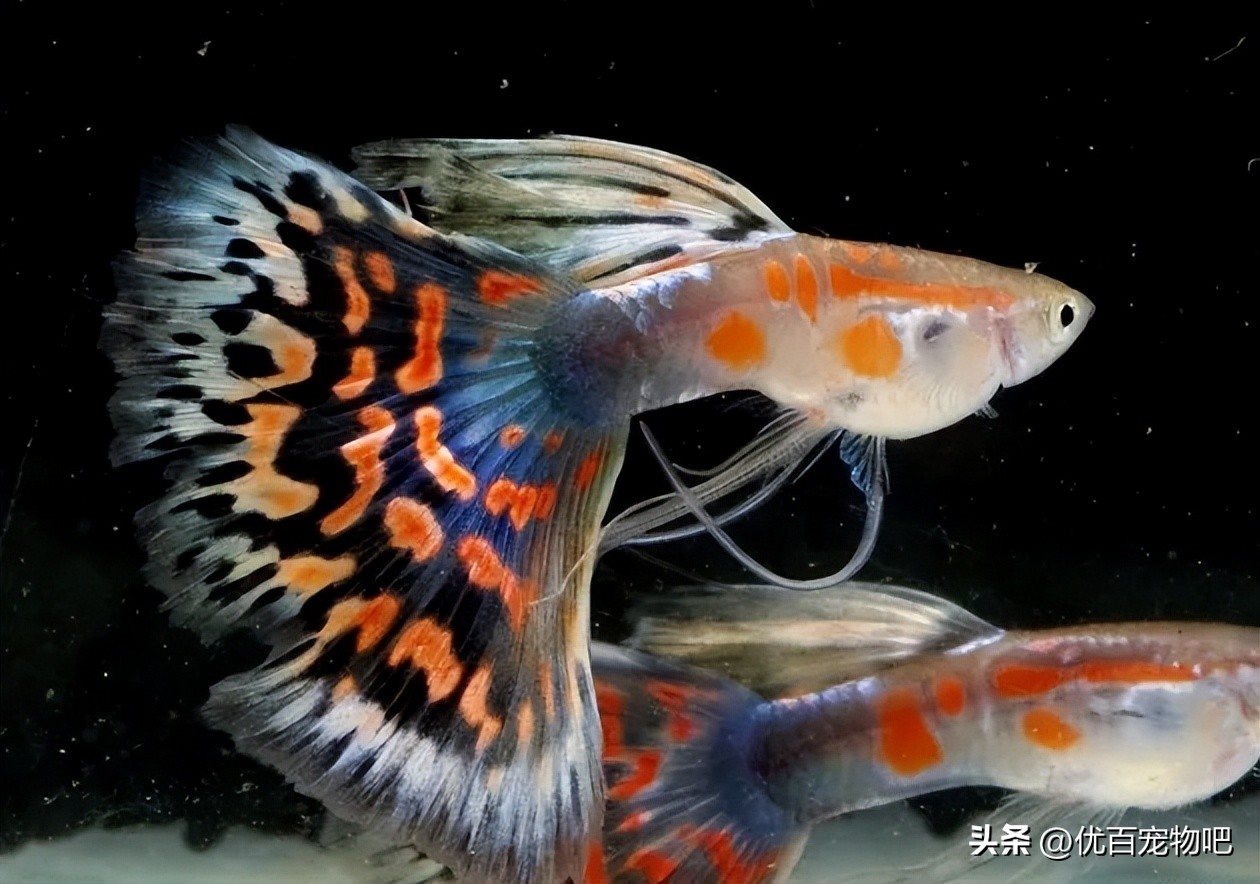 孔雀小鱼苗如何轻松带大？养不好鱼苗的看过来