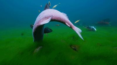 原来它们也有“性丑闻”，这片看完让我大开眼界