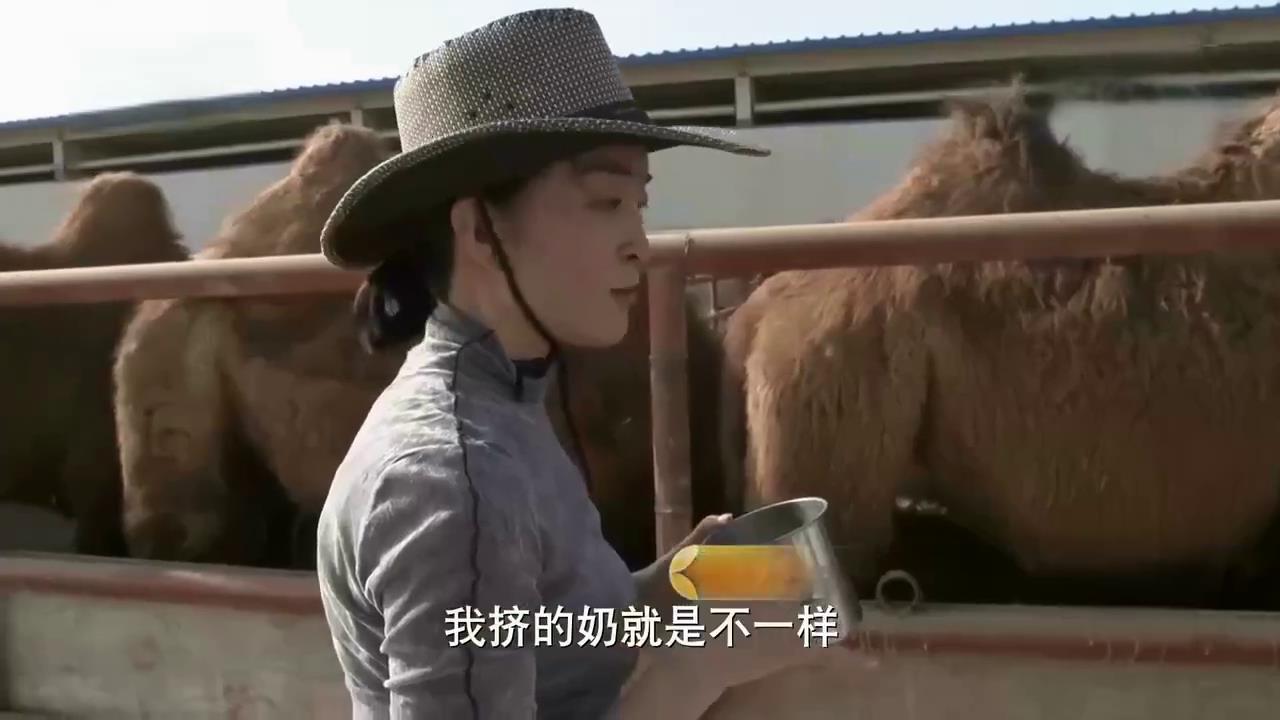 圈养的骆驼不吃草，产奶少？*疆新**姑娘解决难题，年销售额3000万元