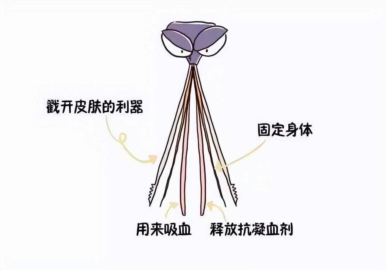 冷知识为什么蚊子会咬人,是雄蚊子会咬人还是雌蚊子会咬人