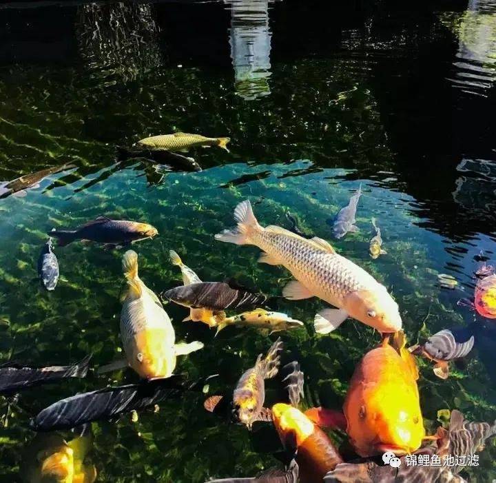 锦鲤尾巴长得慢怎么办视频,国产锦鲤为什么长得慢