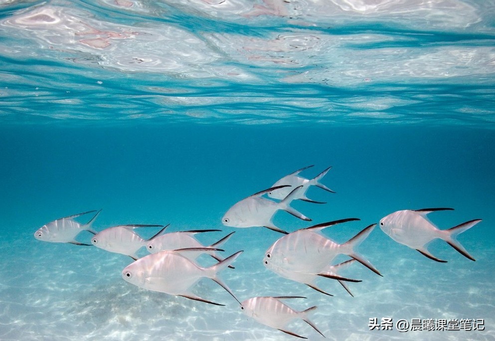 三年级下册语文期末重点四字词语,3年级下册语文期末词语解释重点
