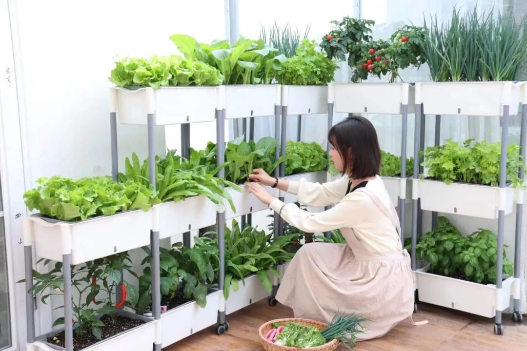 阳台农业产业链,阳台农业最新消息