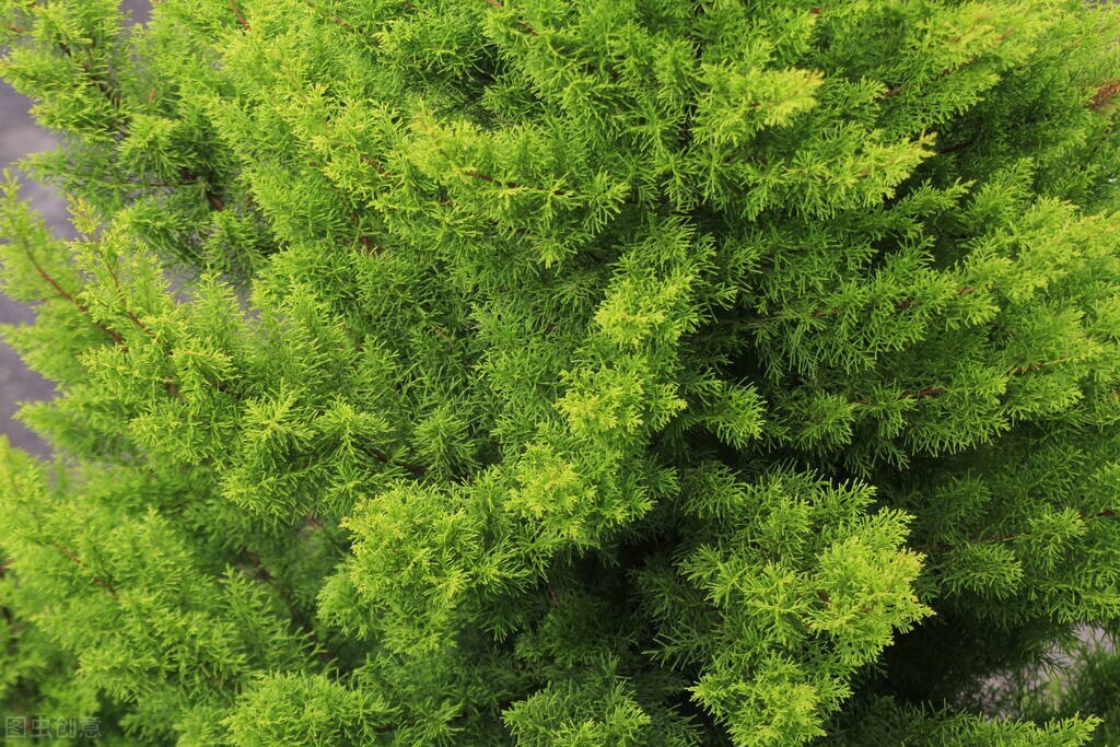 有一种花粉，落入井中，凡饮此井水者，家中诞女皆俊美