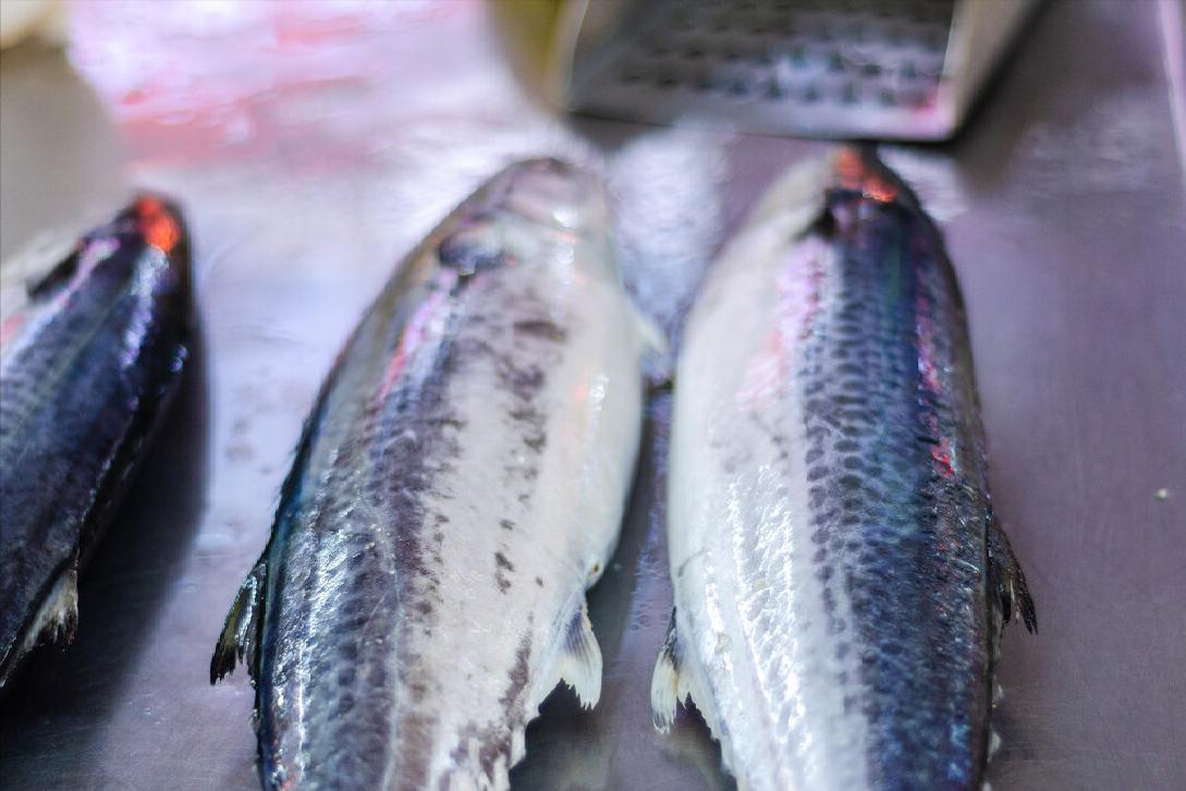 鲅鱼怎样分辨黑尾和黄尾,鲅鱼和黄金鲅鱼的区别