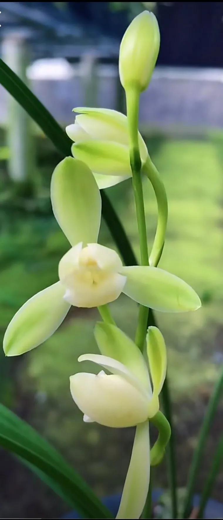 最名贵十种兰花盆景欣赏,名贵野生兰花