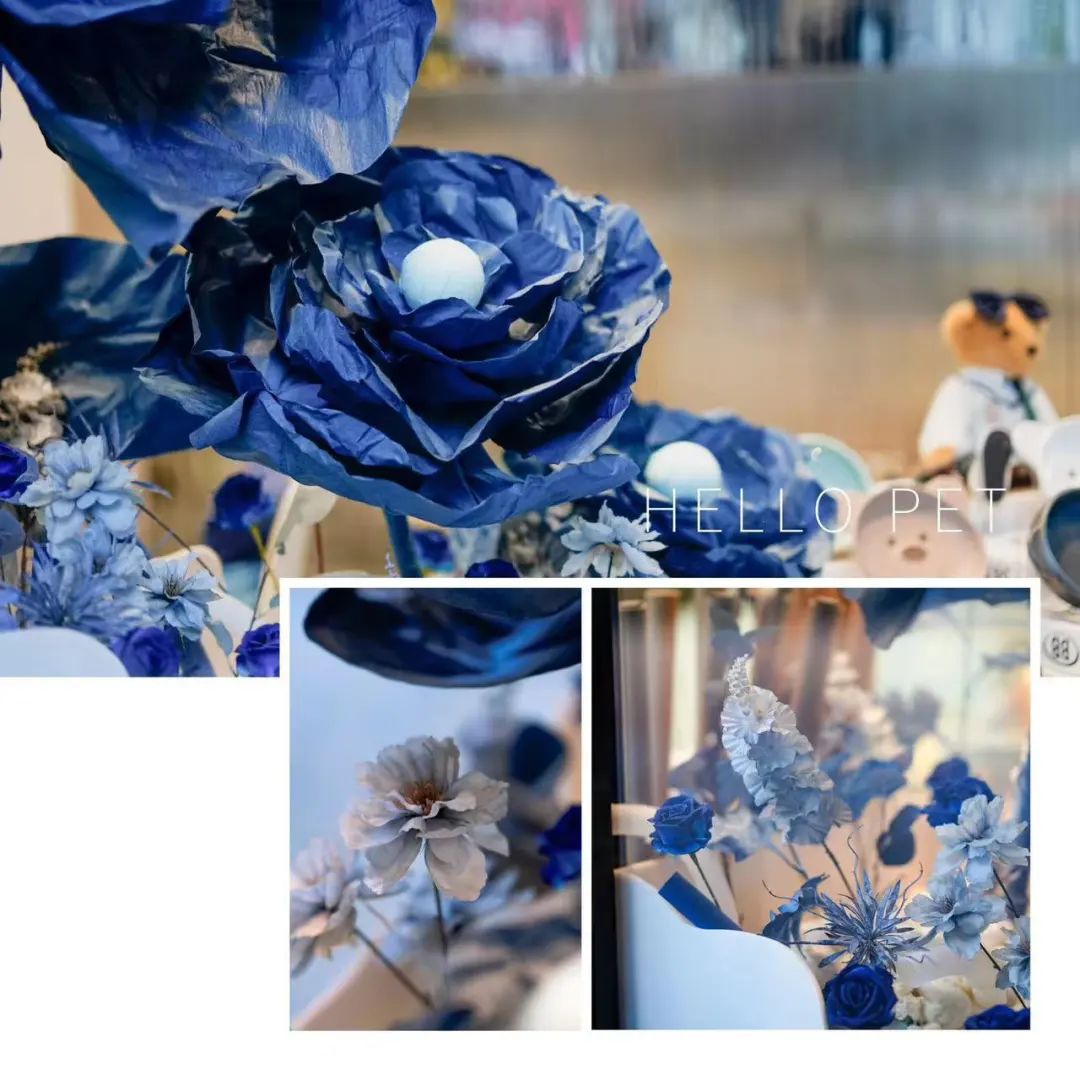 优秀门店专访|HELLOPET在宠物美容洗护领域做到极致