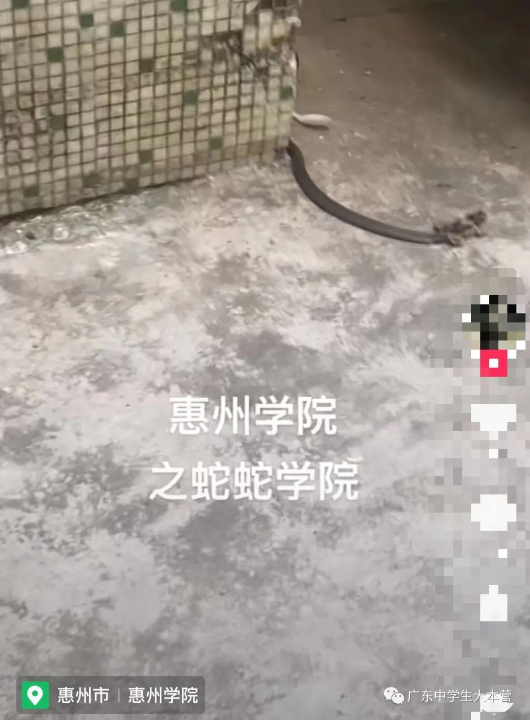 头皮发麻！广东某校厕所钻出眼镜蛇！啊啊啊换我可能当场去世！
