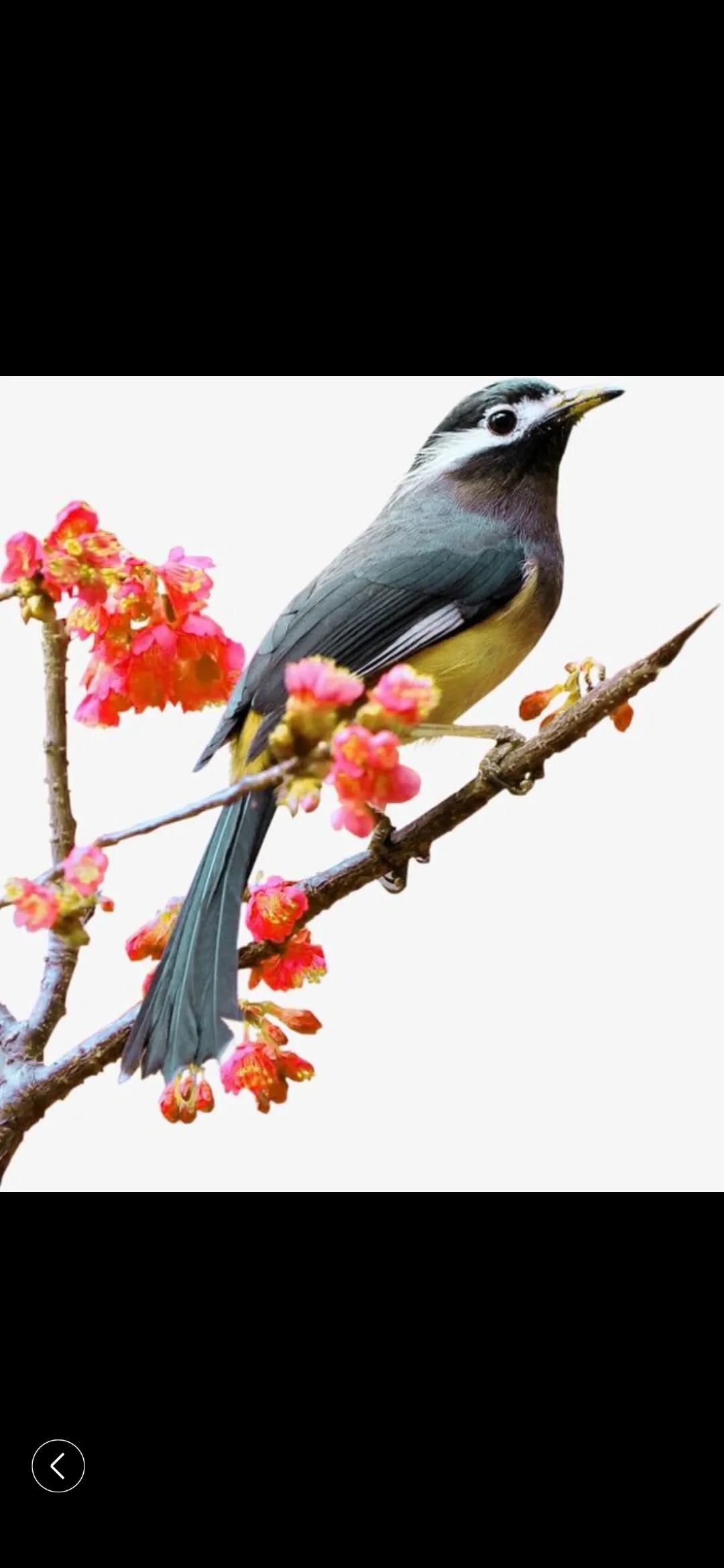 小猴子学艺,小猴子学什么才艺好