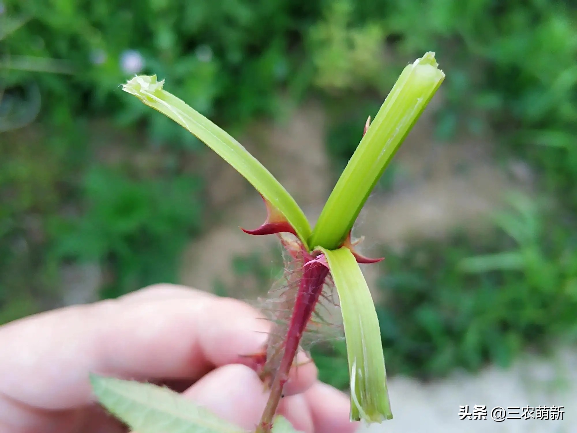 吃刺苔的好处,刺苔不剥刺直接吃