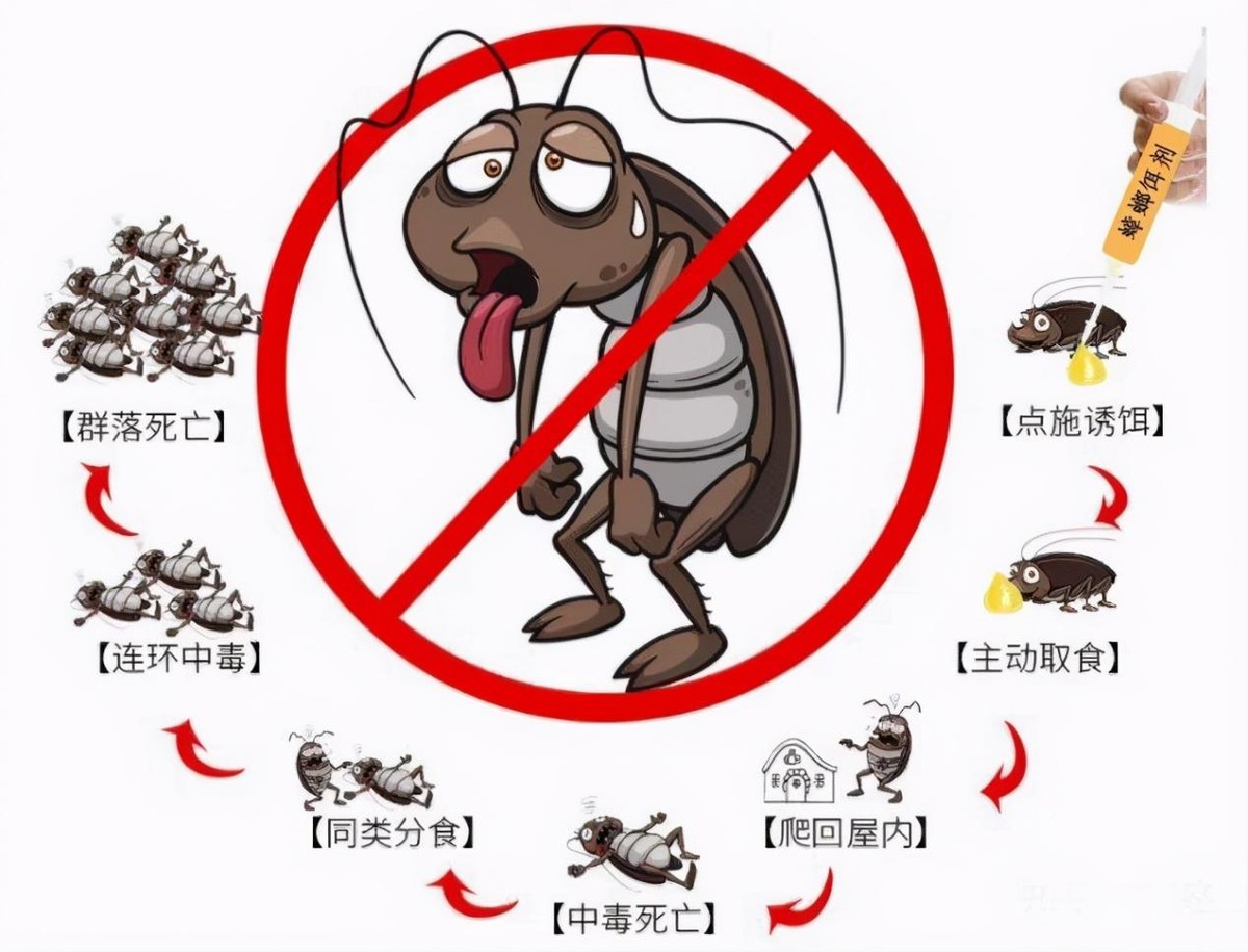 杀虫剂杀蟑螂陆续死亡,蟑螂最强杀虫剂
