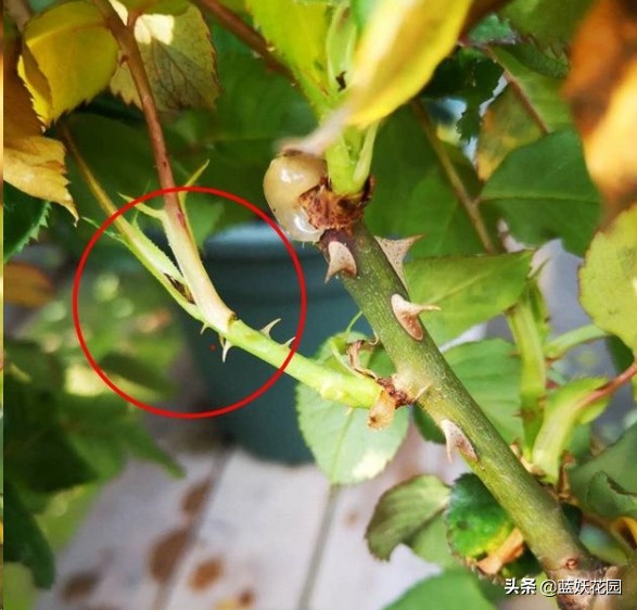 月季花盲芽,月季花怎么有盲枝和盲芽呢