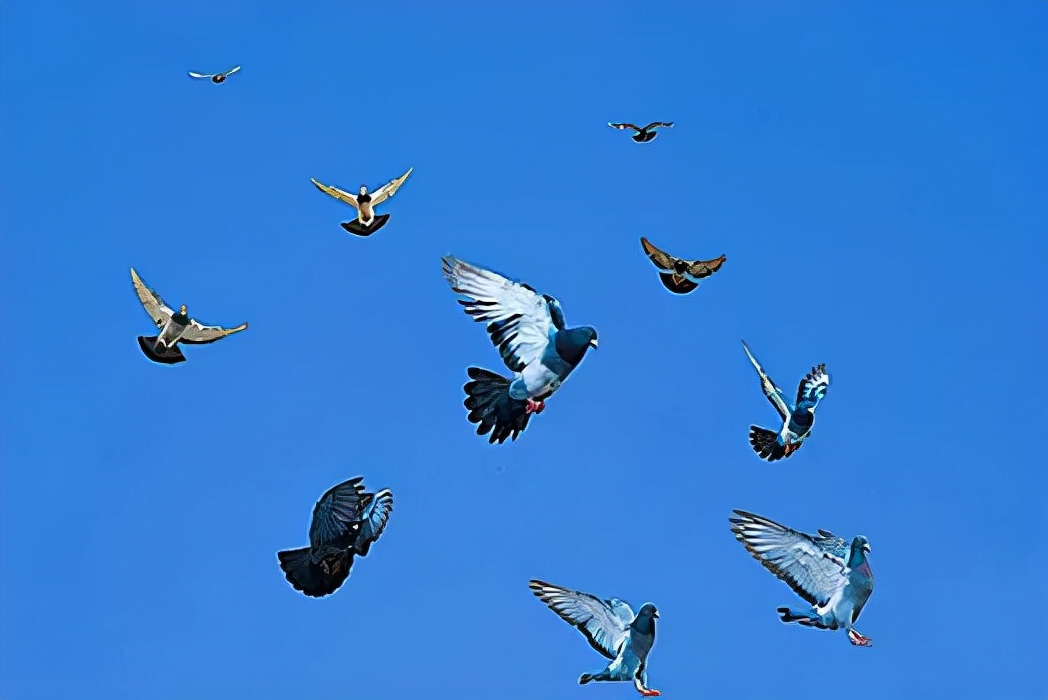 鐧鹃笩楦ｆ槬楂樻竻鍥剧墖,鐧鹃笩楦ｆ槬椋庢櫙瑙嗛