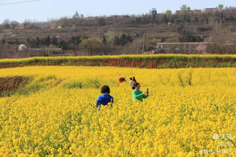 渑池孟村：油菜花儿香，蜜蜂采蜜忙