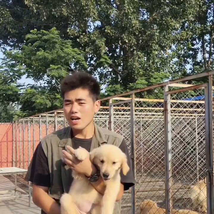 去买狗该注意的地方,一定要擦亮眼睛