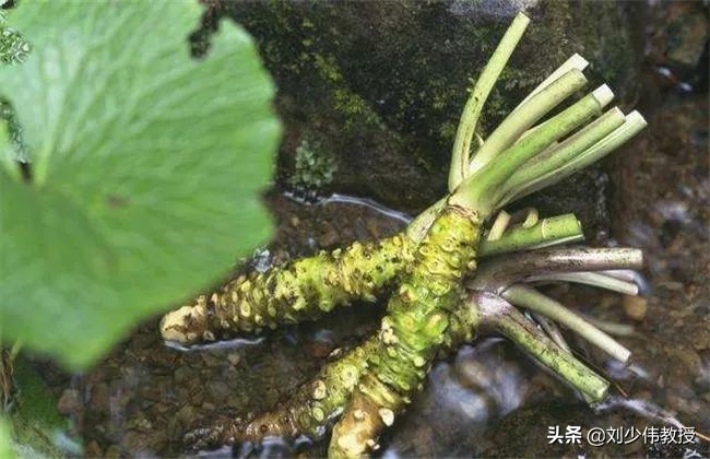 山葵辣根芥末分别是什么,高级芥末是辣根还是山葵