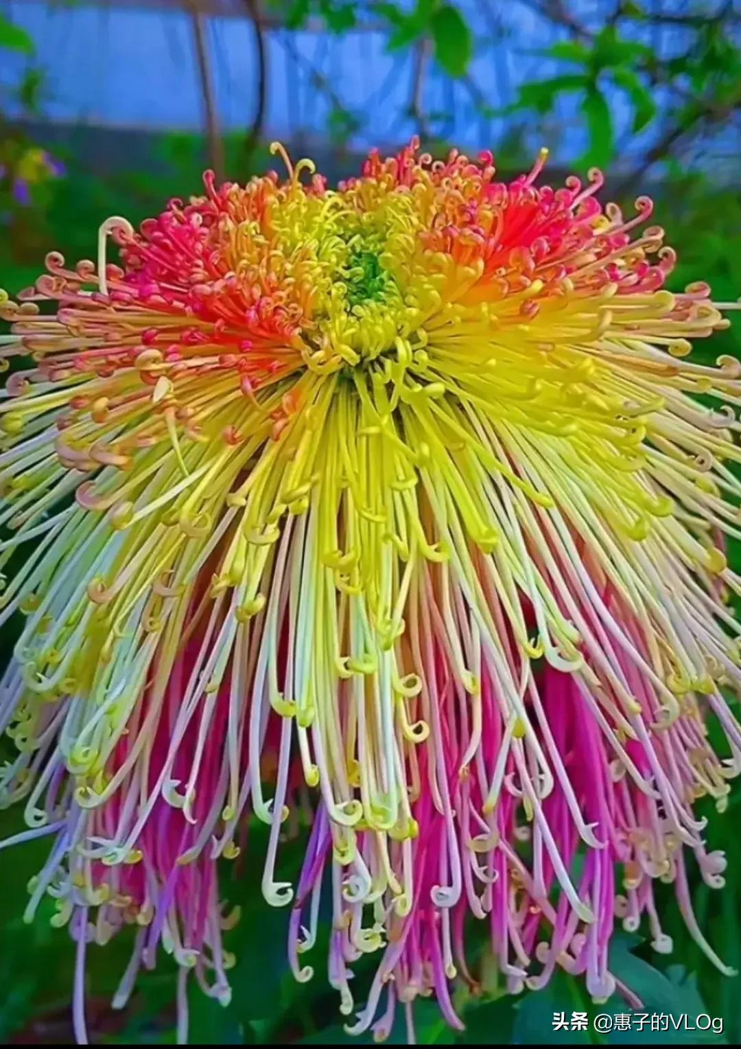 每朵花儿都有它盛开的意义,每一朵花开都有它的意义