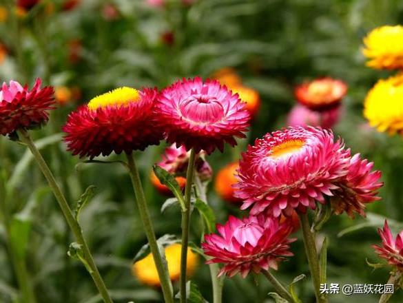麦秆菊什么时候开花,麦秆菊永生花