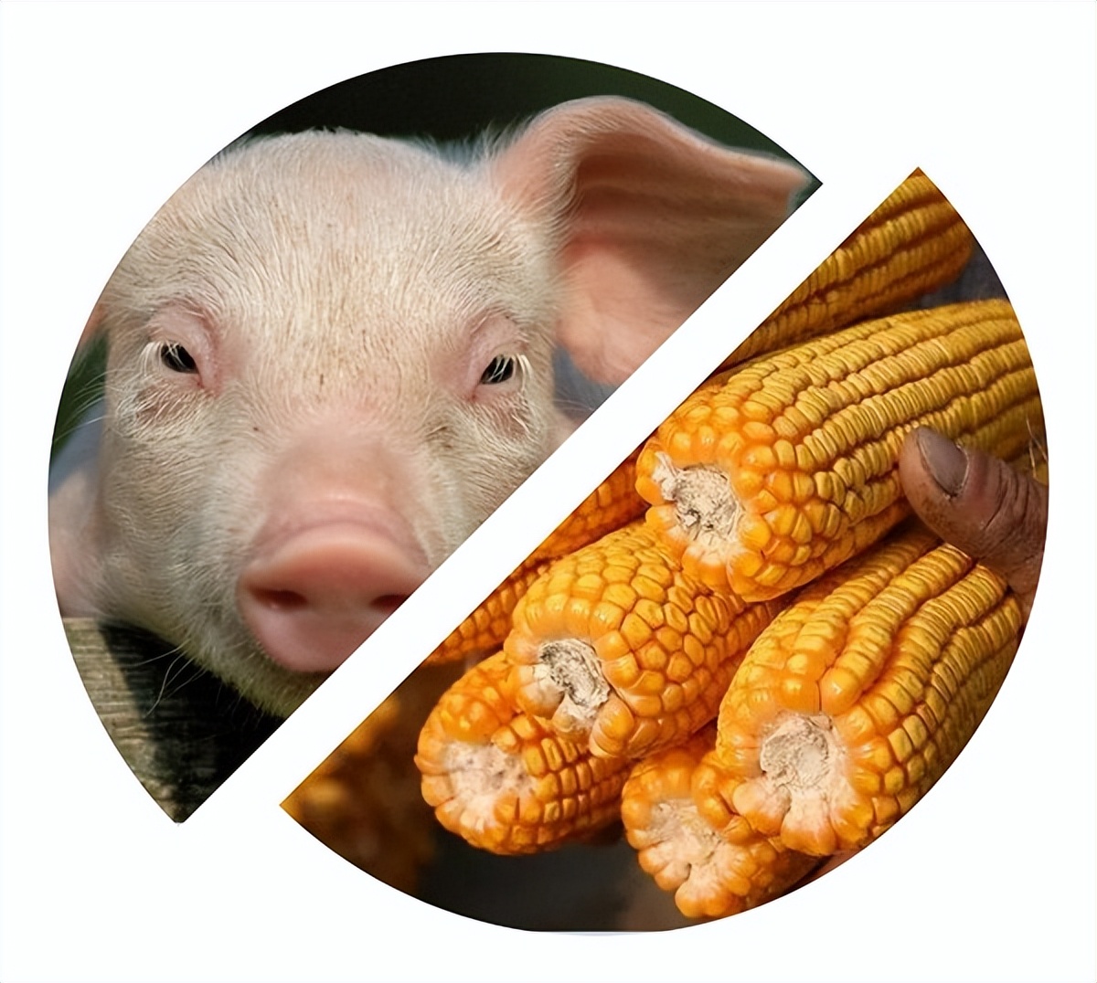 玉米在我国粮食安全中地位,当前玉米是我国第一大粮食作物