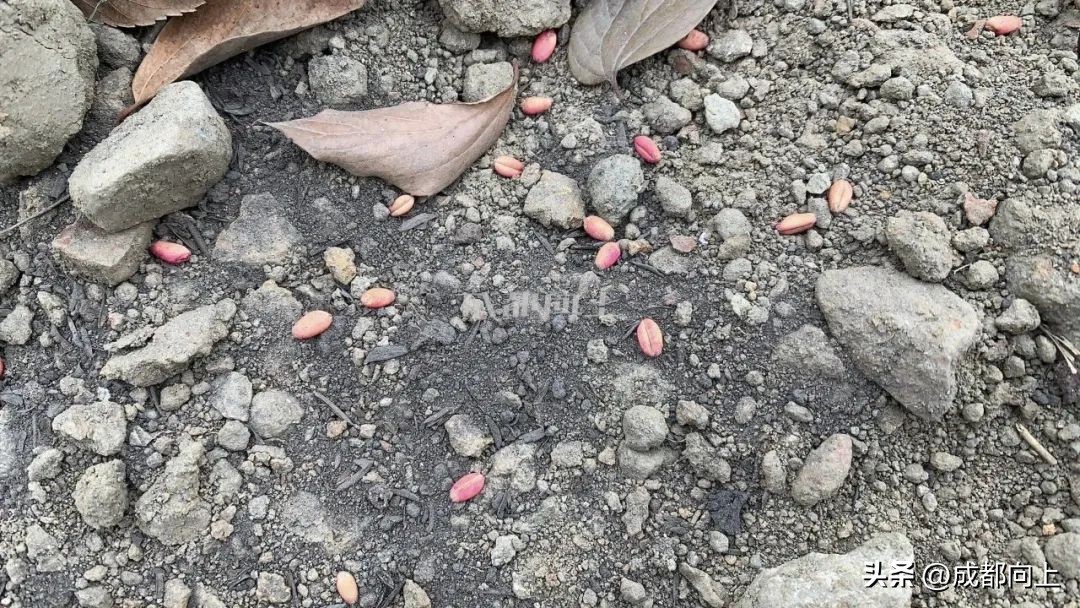 马家寺交通拥堵,双流马家寺现状