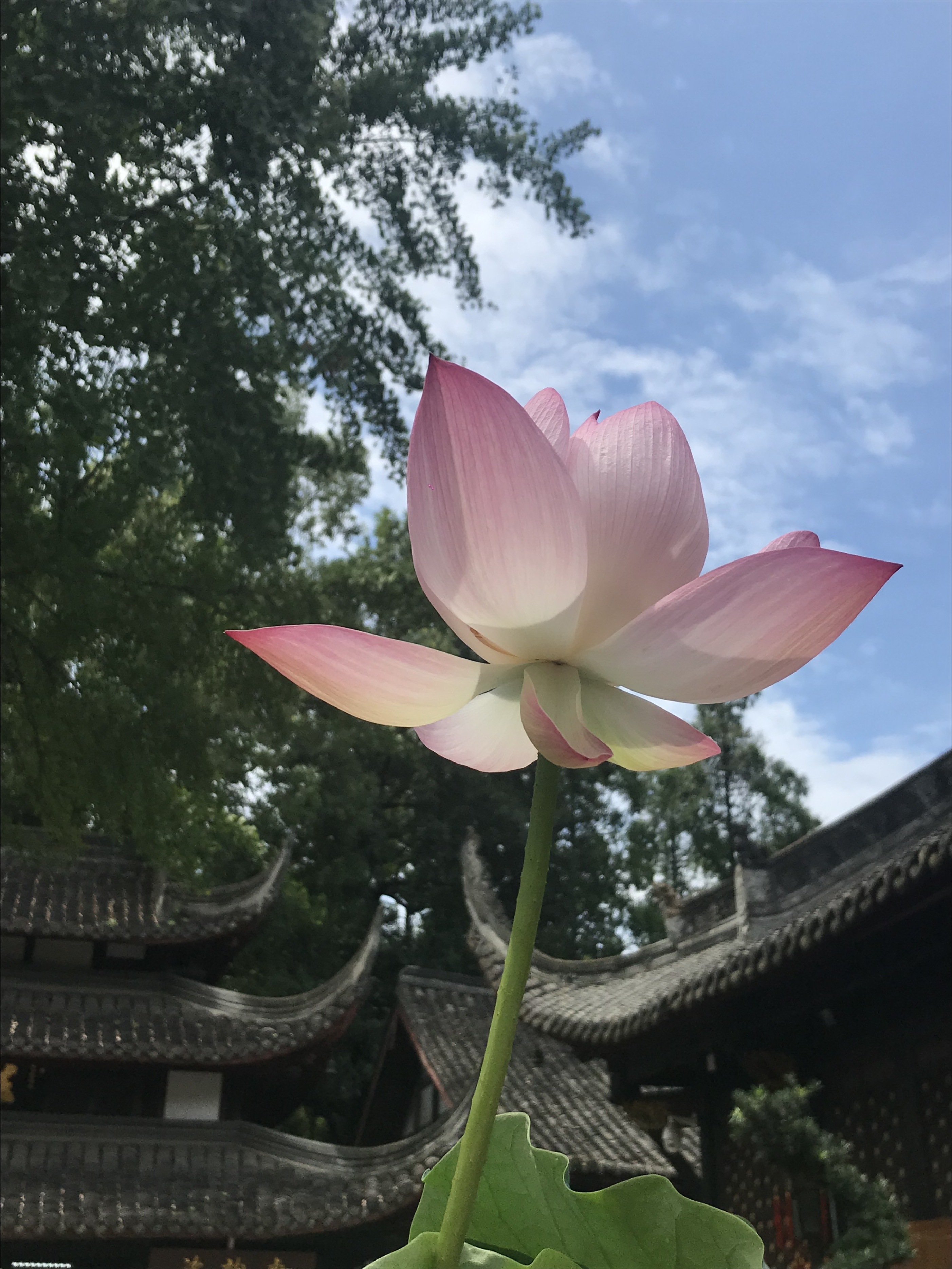 烈日炎炎赏荷花清凉一夏,京郊赏荷领略夏日之美