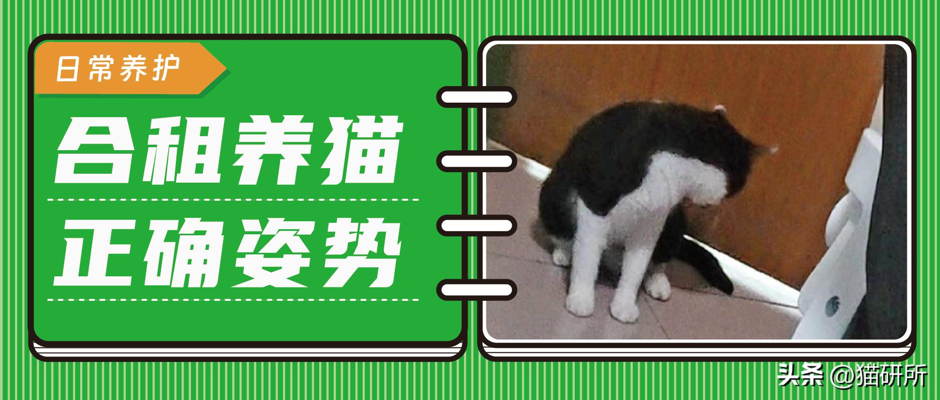 合租室友养猫哪里都是猫毛,合租养猫怎么让猫不吵到别人