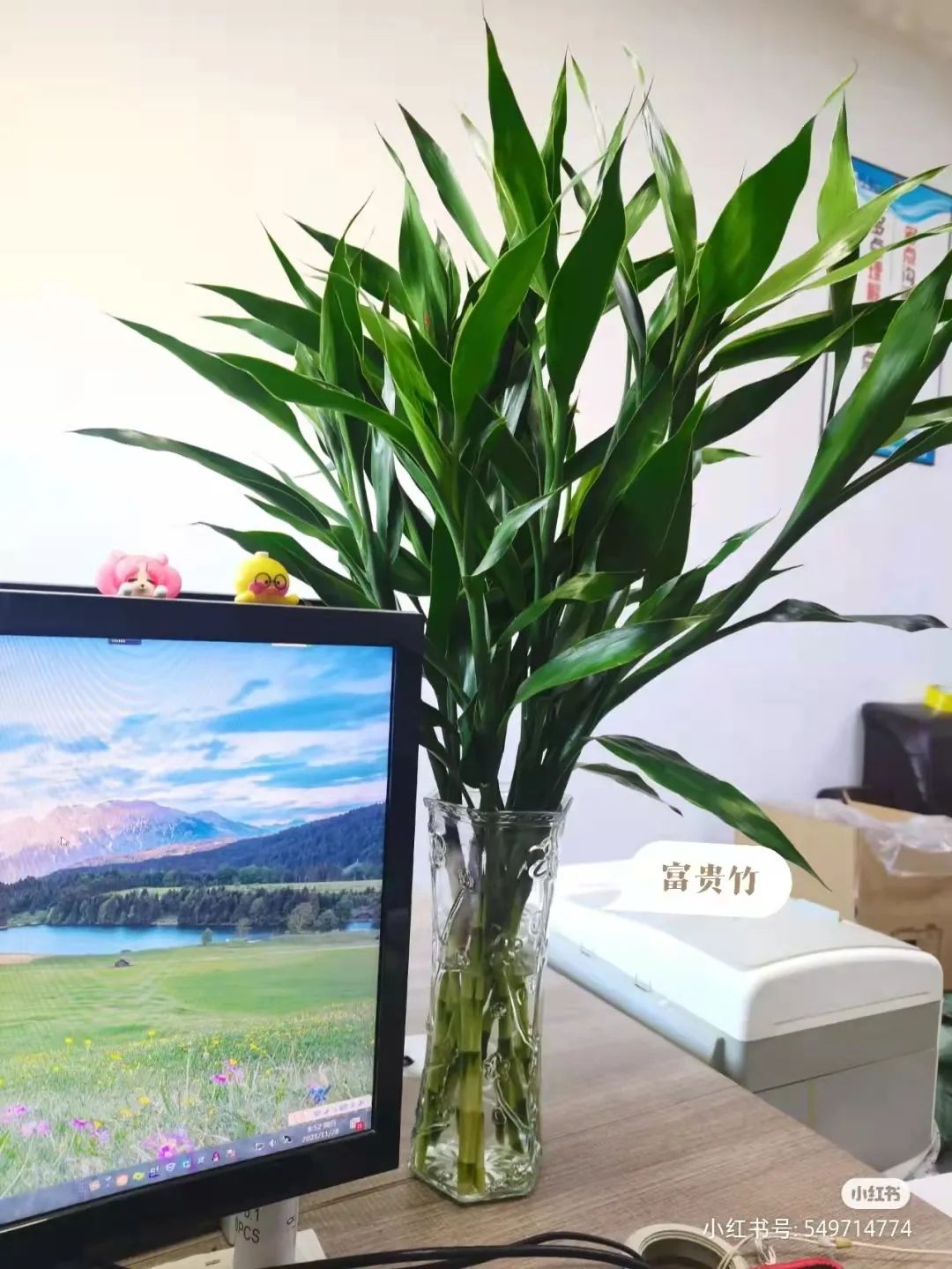 办公室必买的绿植,适合办公室的大型绿植大全