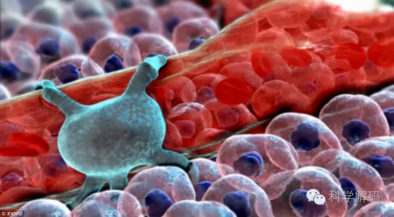 生命体内的微观世界,一滴水放大10000倍后的微观世界