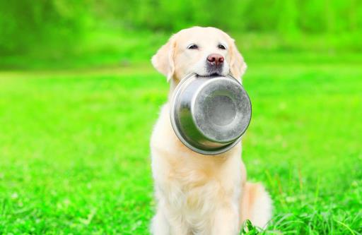 狗狗38.9是发烧吗,狗狗体温38.1算正常吗